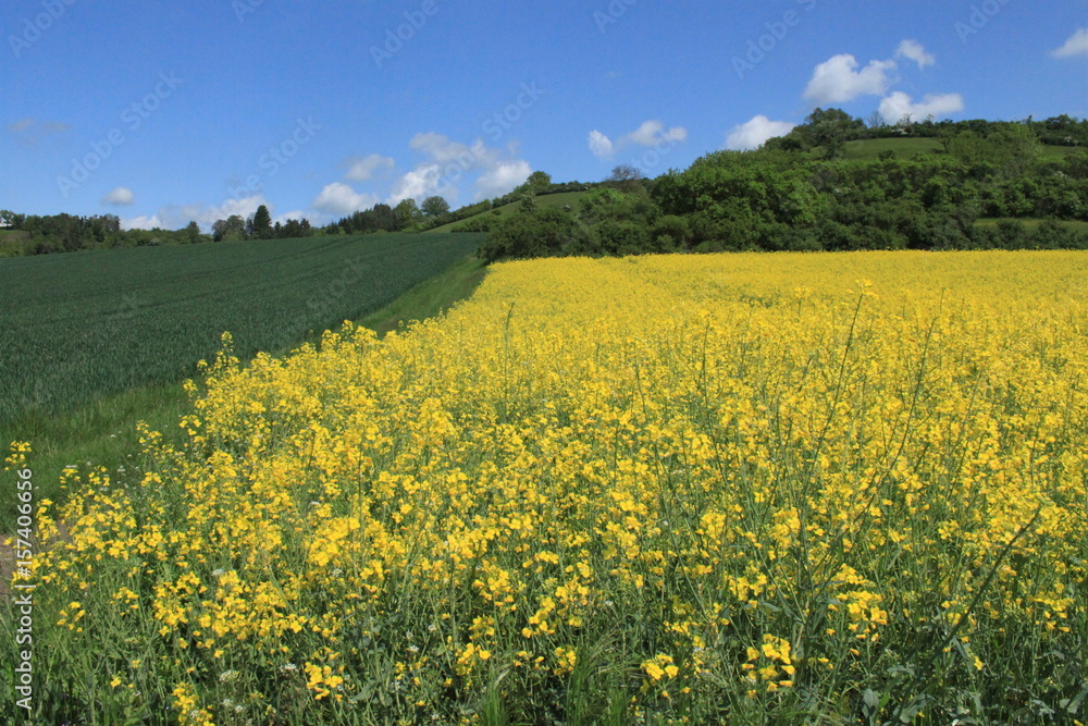 Rapsblüte in Franken / Typisch fränkische Landschaft im Mai