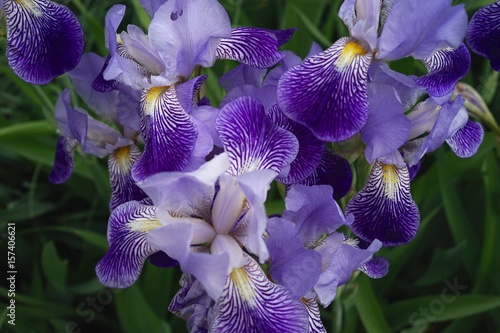 Fototapeta Naklejka Na Ścianę i Meble -  Historische Iris 'Neglecta'