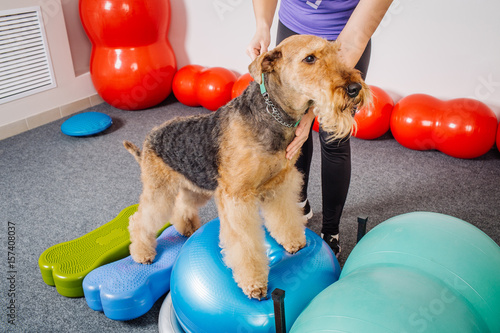Fototapeta Naklejka Na Ścianę i Meble -  Dog Training