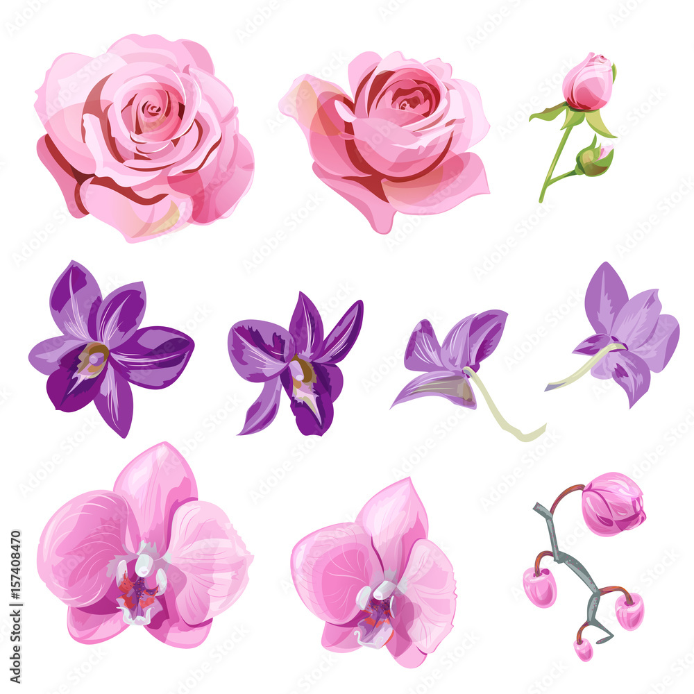 Set of pink, red, purple flowers and buds; roses, orchid (Phalaenopsis, Dendrobium) on white background, digital draw realistic illustration in watercolor style, collection for design, vector