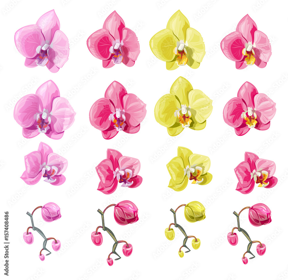Set Phalaenopsis orchid, red, pink, yellow, scarlet flowers, buds, tropical plants on white background, digital draw, realistic vector botanical illustration for design