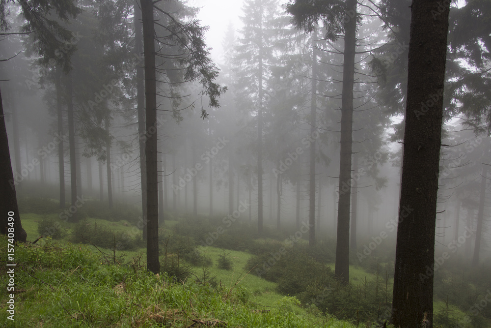 Obraz premium Wald im Nebel