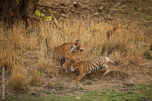 Tigers in the nature habitat. Bengal tiger cubs playing and fighting for dominance. Wildlife scene with danger animal. Hot summer in Rajasthan  India. Beautiful indian tiger  Panthera tigris