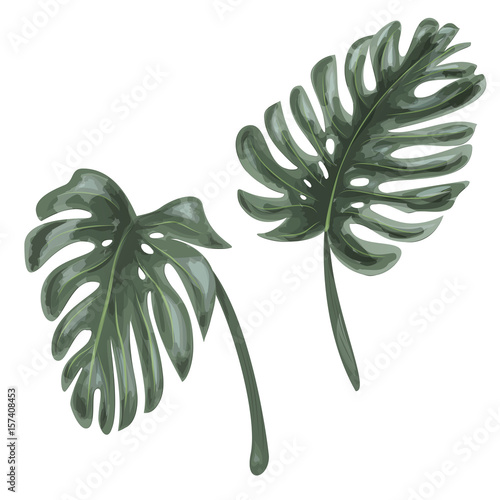 Green leaves of Monstera, tropical plant on white background, digital draw, realistic vector botanical illustration for design