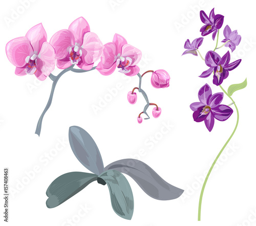 Set branches orchid (Phalaenopsis, Dendrobium), pink, purple flowers, tropical plants, green stem and leaves on white background, digital draw, realistic vector botanical illustration for design