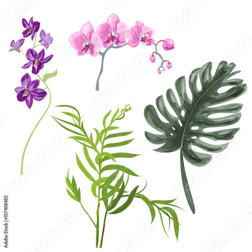 Collection tropical plants: green leaves Monstera, Chamaedorea (bamboo palm); pink, purple flowers orchid (Phalaenopsis, Dendrobium) isolated, digital draw, realistic vector botanical illustration