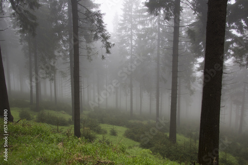 Wald im Nebel © EinBlick