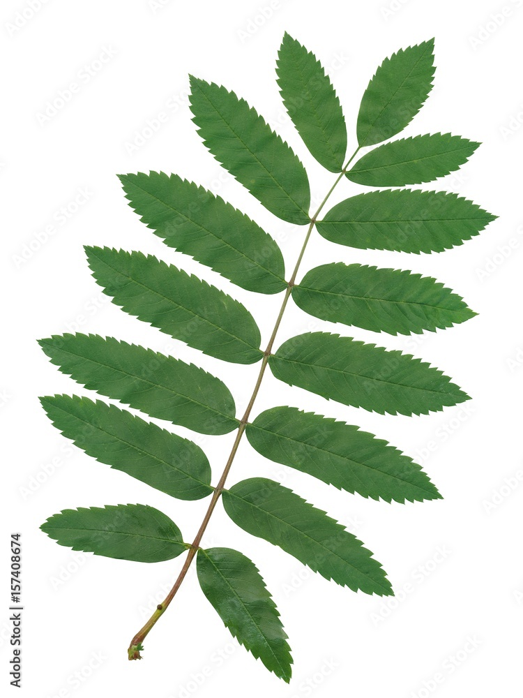 green leaf of rowan tree isolated - obrazy, fototapety, plakaty 