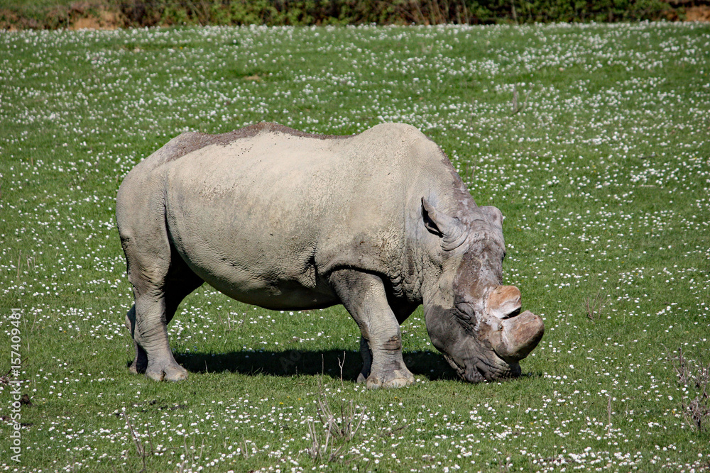 Fototapeta premium Rhinocéros protégé dans un pré de pâquerettes 