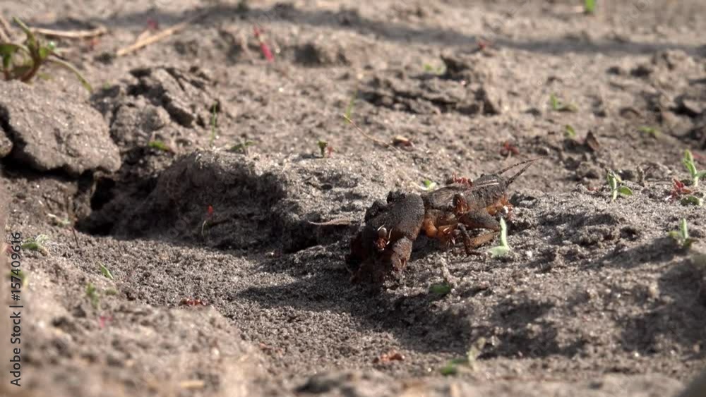 Family of large burrowing insects. Production of formic family. Ants feed on the locusts. Life of insects in the garden beds. Family of large burrowing insects. Production of formic family. Ants feed on the locusts. Life of insects in the garden beds.