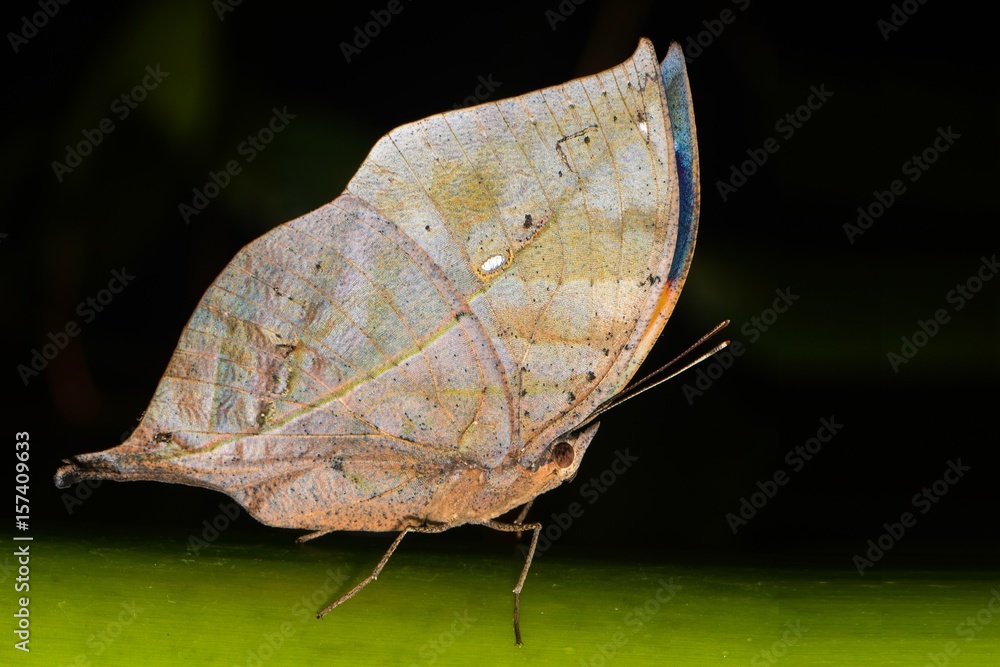 Obraz premium Orange Oakleaf 