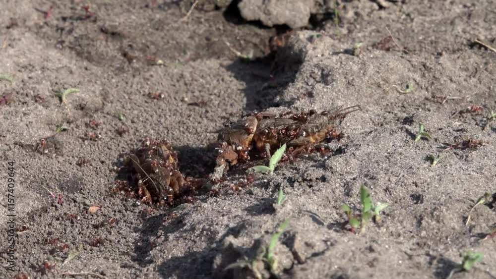 Family of large burrowing insects. Production of formic family. Ants feed on the locusts. Life of insects in the garden beds. Family of large burrowing insects. Production of formic family. Ants feed on the locusts. Life of insects in the garden beds.