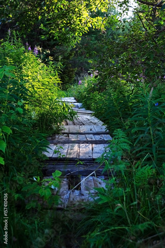 A path with wooden decking through the forest through green bushes.