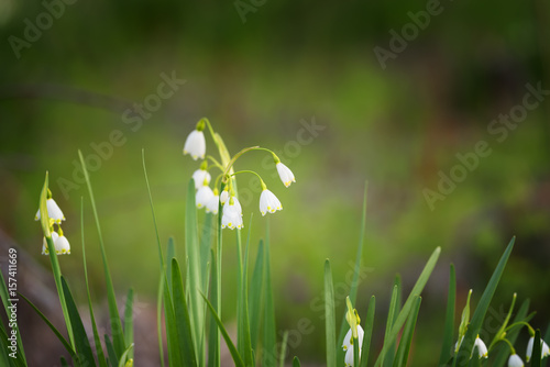 Early spring snowflake flowers in march, leucojum vernum, group in a spring bedding