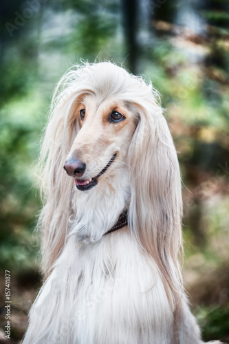 Hairstyles For Dogs Hairstyles For Dogs