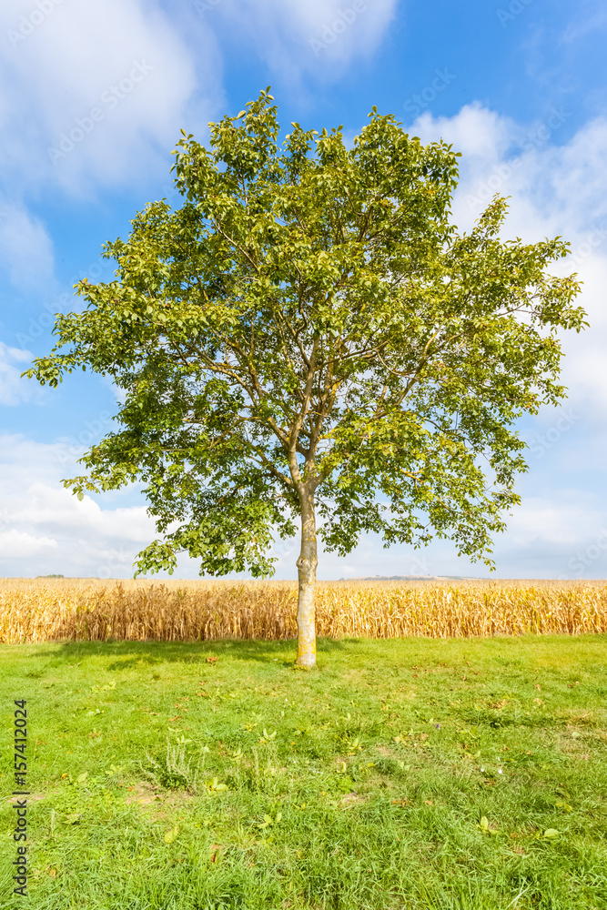  paysage d'automne, arbre et champ de maïs 