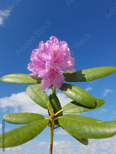 Rhododendronbluete; Rhododendron photo