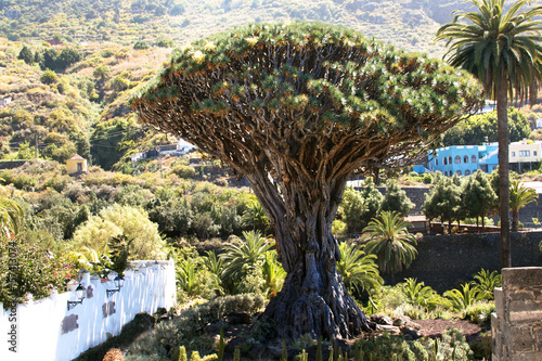 Dragon Tree, Icod de los Vinos, Tenerife photo