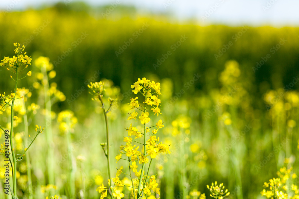 Beautiful yellow, flowering rape. Plant close-up with blurred background Beautiful yellow, flowering rape. Plant close-up with blurred background