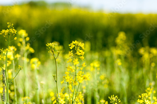 Beautiful yellow  flowering rape. Plant close-up with blurred background
