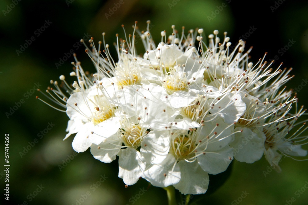 Inflorescence of white flowers, illuminated by sunlight Inflorescence of white flowers, illuminated by sunlight