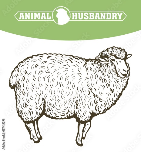 sketch of sheep drawn by hand. animal husbandry