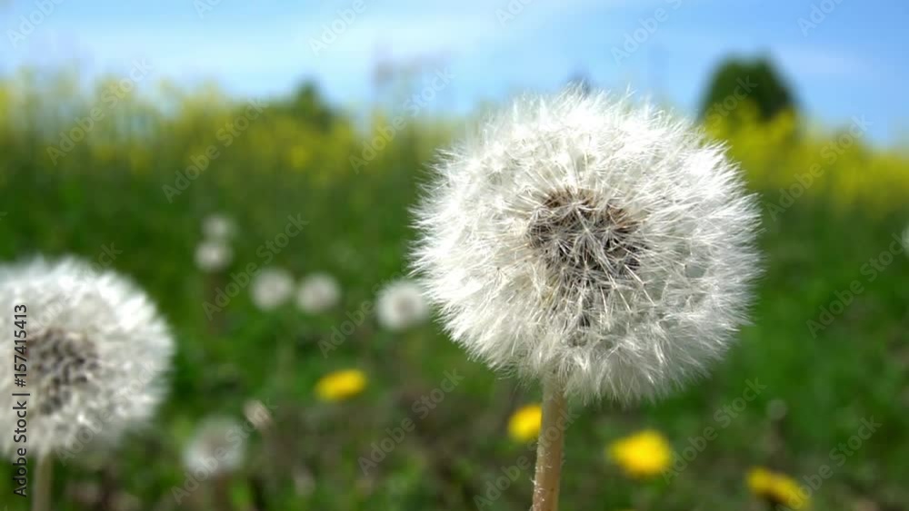 Dandelion macro. Slow motion. Dandelions come off the petals. Green field Dandelion macro. Slow motion. Dandelions come off the petals. Green field