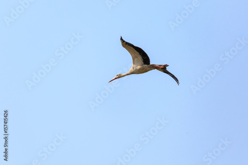 Single wild stork flying in blue sly