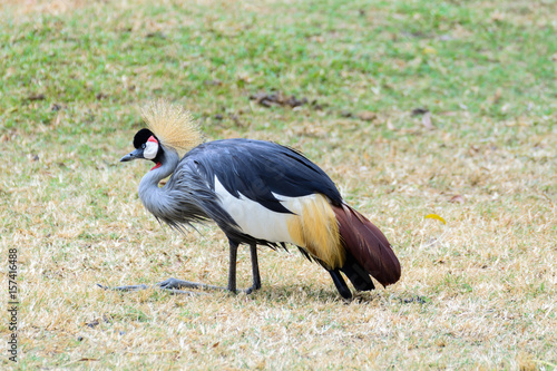 Grey crowned crane.
