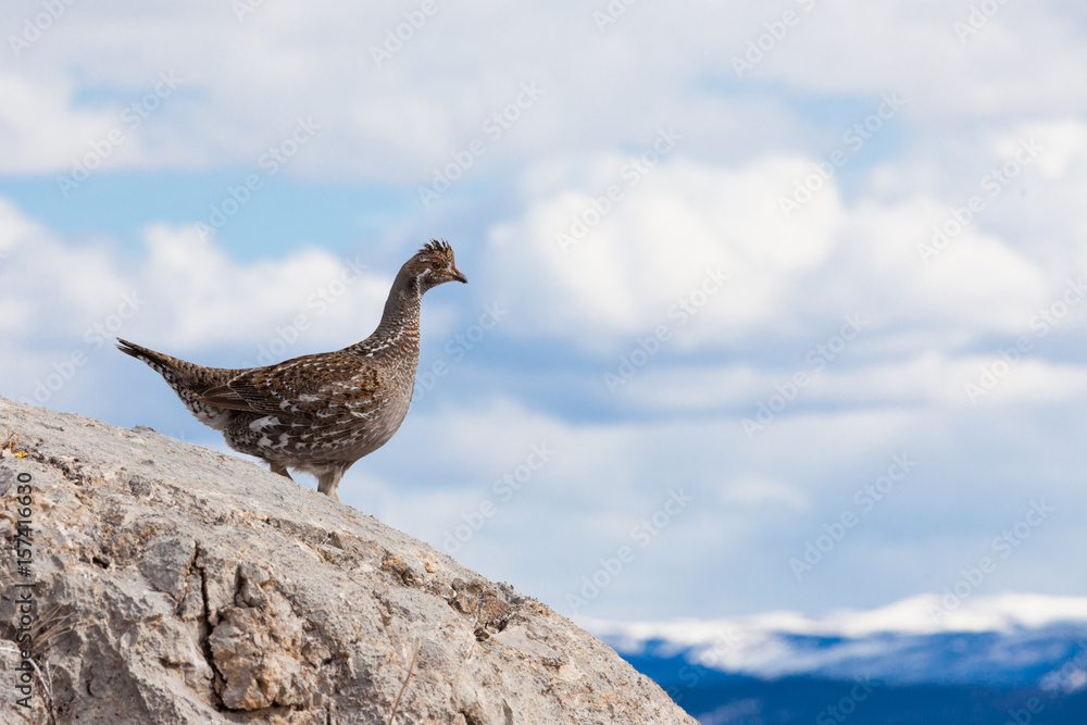 Ruffed Grouse Bonasa umbellus bird watching Ruffed Grouse Bonasa umbellus bird watching