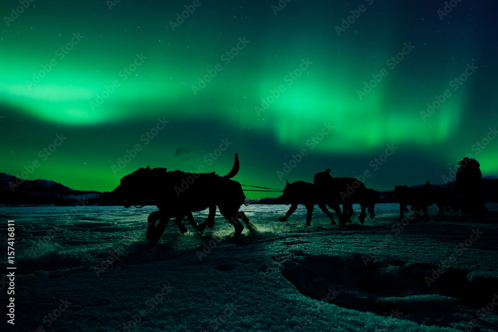 Yukon sled dog team pulling under northern lights