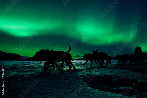 Yukon sled dog team pulling under northern lights © PiLensPhoto