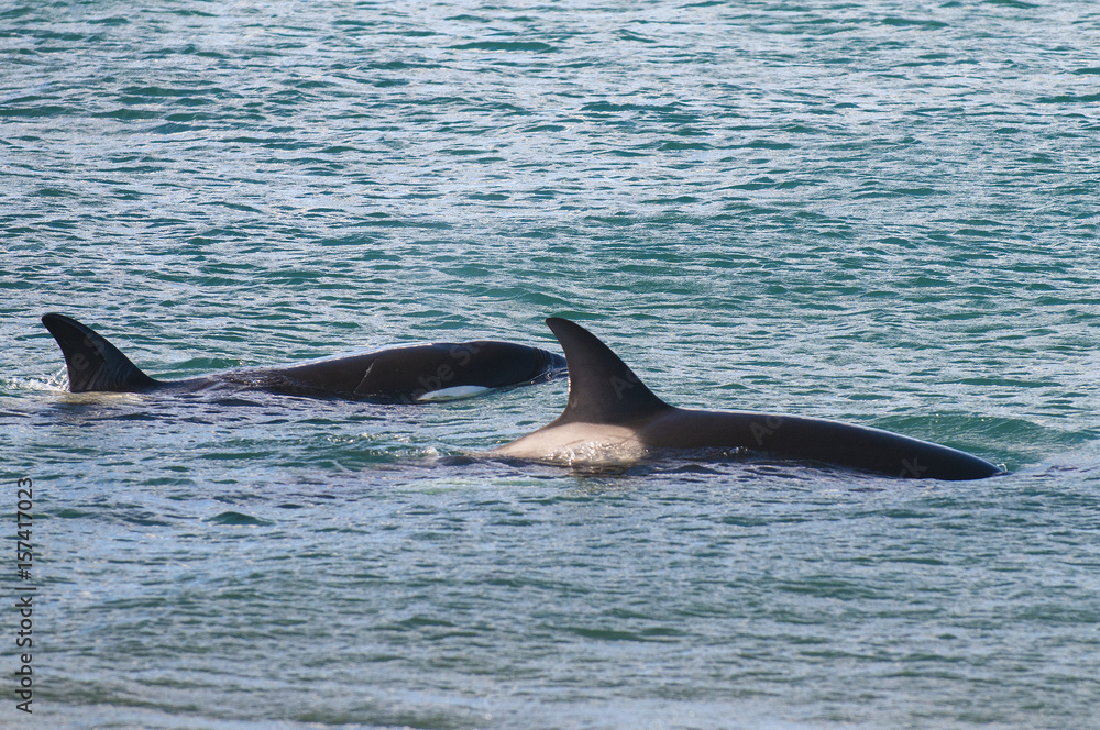 Fototapeta premium Killer Whale, Orca, hunting a sea lion pup, Peninsula Valdez, Patagonia Argentina