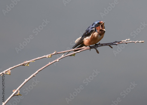 Barn Swallow Singing a Song photo