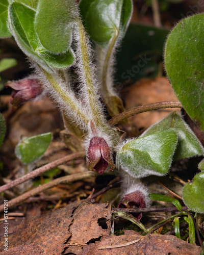 Flower asarum europaeum, wild ginger or hazelwort, macro in the spring forest, selective focus, shallow DOF