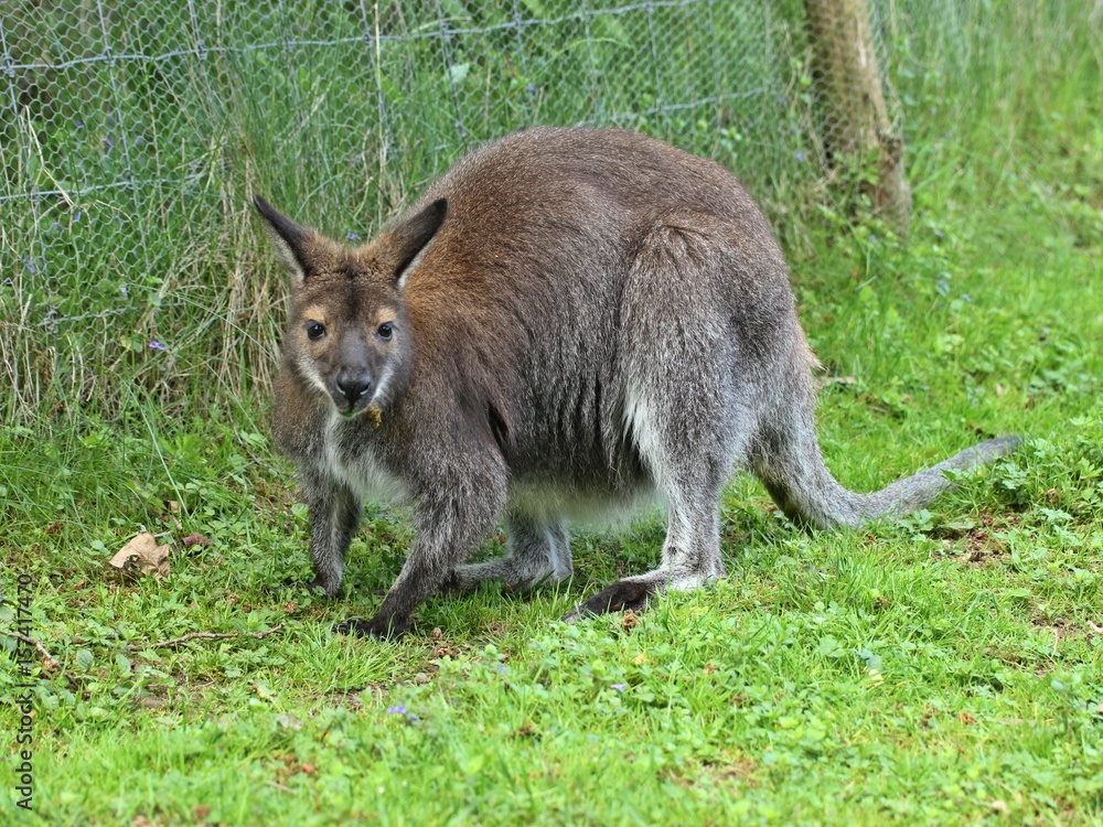 Bennettkänguru (Macropus rufogriseus) Bennettkänguru (Macropus rufogriseus)