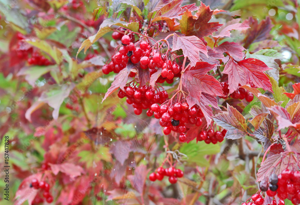 Bright autumn background. Colors of the fall. Nature background with red berries and leaves of viburnum bush in shallow depth of field. Bright autumn background. Colors of the fall. Nature background with red berries and leaves of viburnum bush in shallow depth of field.