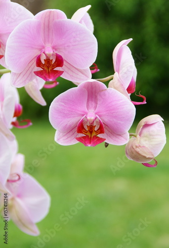 belle branche d orchid  e rose sur fond vert nature