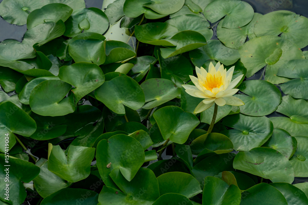 연 (lotus flower)