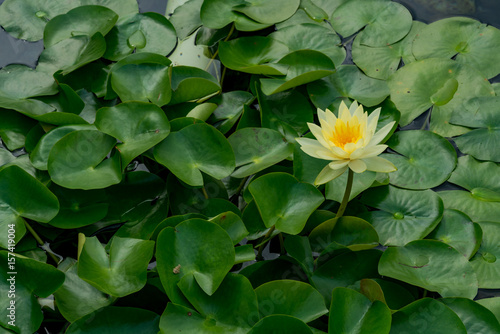 연 (lotus flower) © HYEONMIN LEE