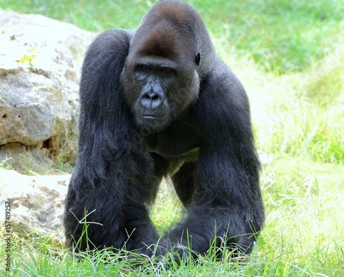 Gorilla s male