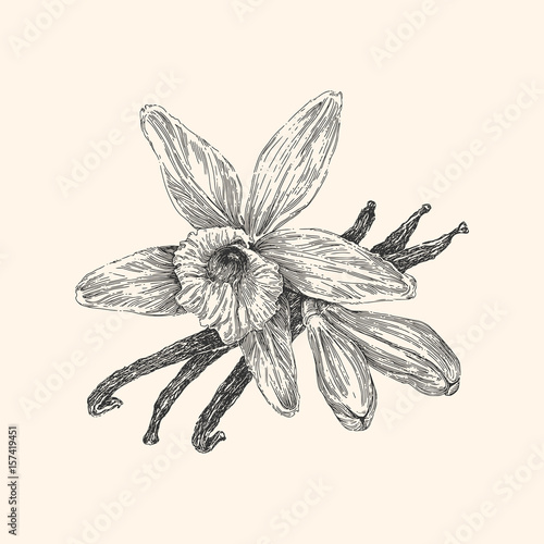 Vanilla. Vintage style. Vector illustration