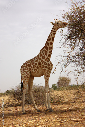 giraffe