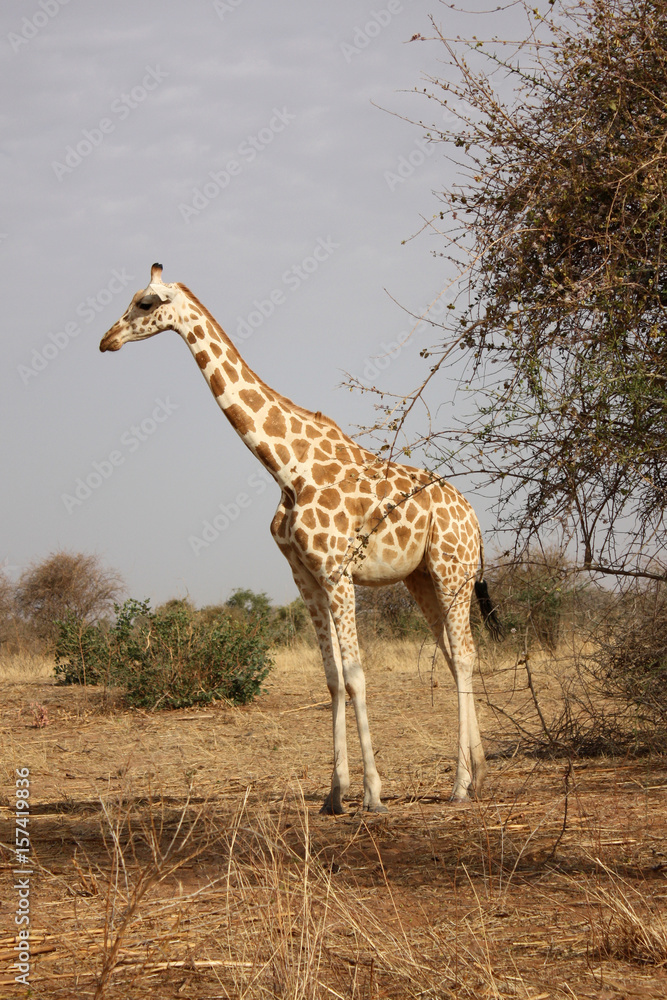 Obraz premium giraffe