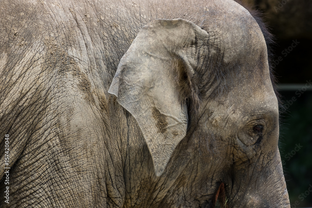 Fototapeta premium アジアゾウ