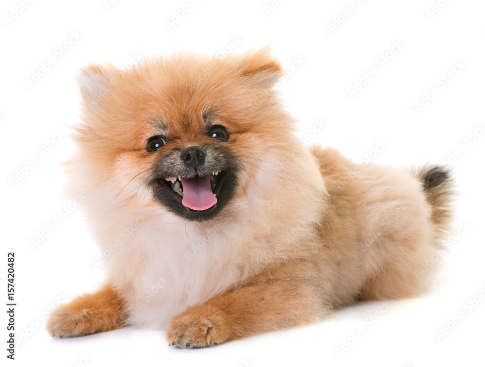 pomeranian puppy in studio