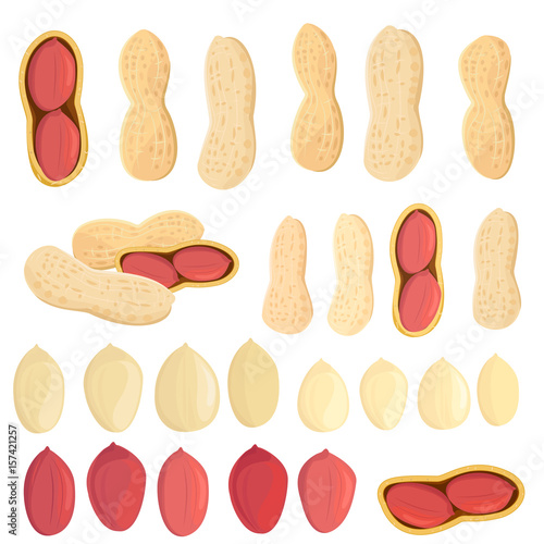 collection fresh peanuts on white background for your design