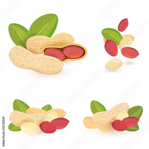 collection of peanuts on white background for your design