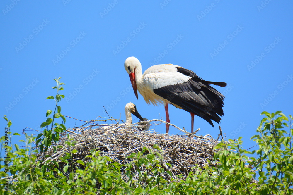 Nachwuchs bei Familie Storch