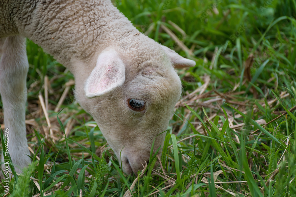 Obraz premium white lamb eating - standing on the grass (meadow)